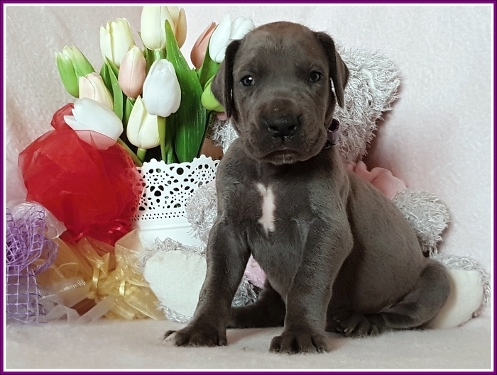 Litter Q - 3 weeks